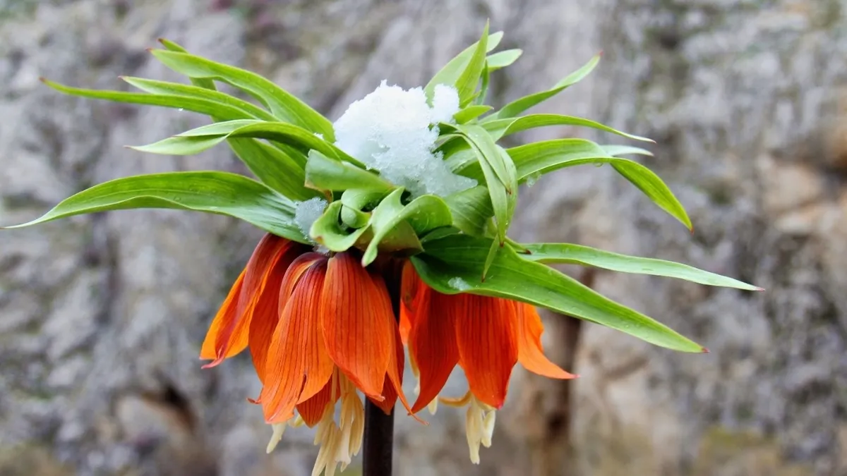 CEMRE DÜŞME TAKVİMİ 2026: Geri sayım başladı! İlk cemre ne zaman ve nereye düşecek?