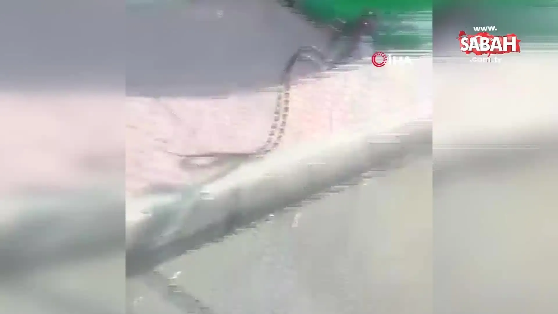 https www sabah com tr video haber mersinde hastane onunde yilan panigi