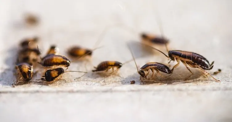 Hamam böceği istilasına karşılık 2500 dolar veriyorlar! Araştırma şirketi başvuru şartlarını açıkladı…
