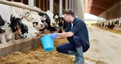 Hayvancılık yapanlar dikkat! Bu uygulamalar verimi artıracak