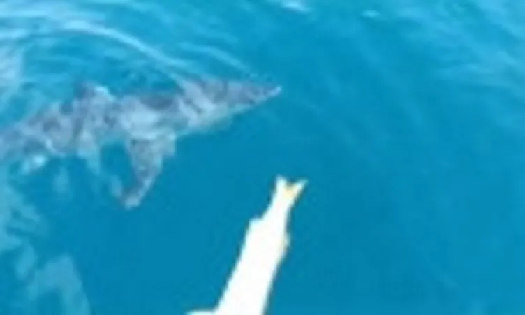 Antalya’da bir balıkçı köpekbalığı ile kavga etti: Hoşt manyak!
