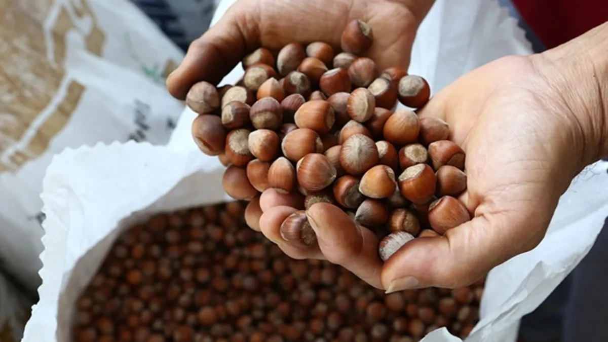 Türkiye, fındık ihracatından 1,7 milyar doları aşkın gelir sağladı Türkiye, fındık ihracatından 1,7 milyar doları aşkın gelir sağladı