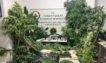 Samsun’da gerçekleştirilen operasyonda 502 kök kenevir ele geçirildi!