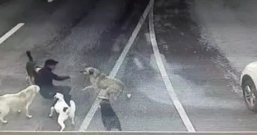 Bakırköy’de sokak köpeği dehşeti! İşadamı canını zor kurtardı