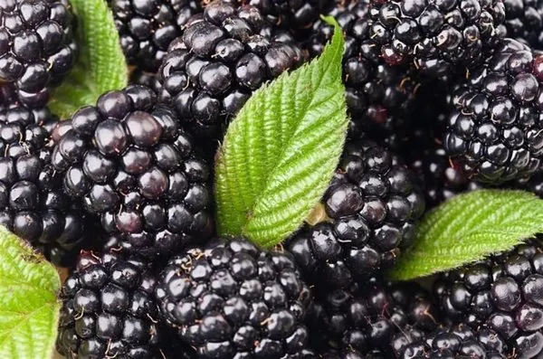 Tam bir şifa kaynağı Karadut'un faydaları saymakla bitmiyor