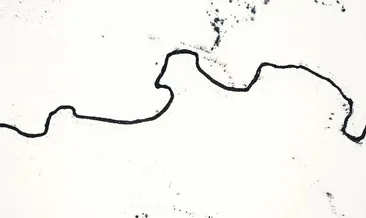 Kar altında saklı güzellik