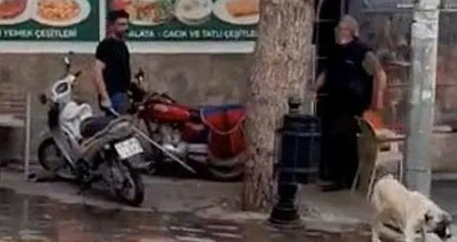 kopek dovene barinakta hayvan bakma