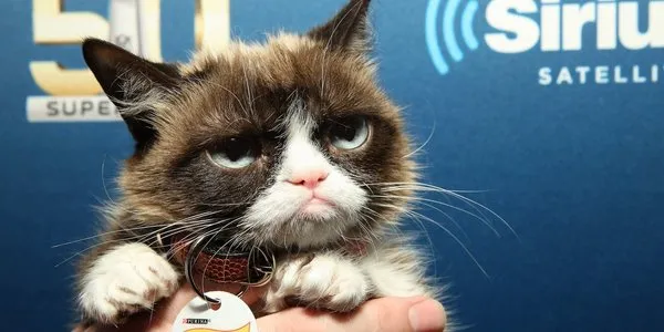Huysuz Kedi sahibine internetten 188 milyon TL kazandırdı!