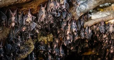 Yarasa araştırmasından korkunç bir sonuç çıktı! Tam 39 farklı virüs