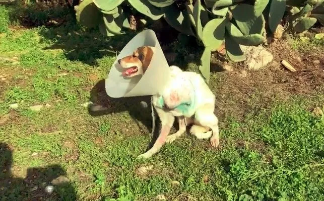 Ayağı ampute edilen köpeği iyileşmeden sokağa terk ettiler