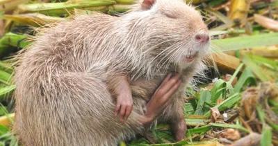 Herkes şaştı kaldı! Fare sandılar maymun çıktı