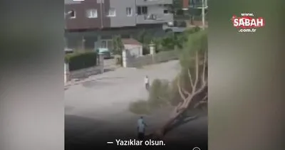 CHP’li belediyeye tepkiler dinmiyor... Yarım asırlık ağacı göz göre göre katlettiler! | Video