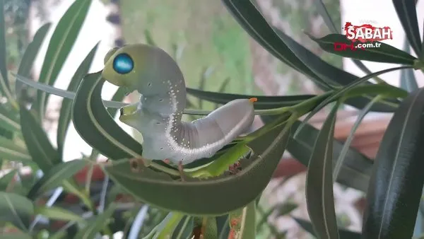 Antalya bahçede büyüyen mekik kelebeği eve girdi