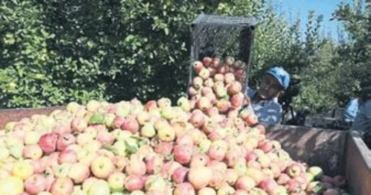 Kaliteli elmalar depoya gidiyor