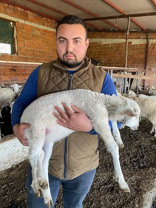 Kuzu 5 ayaklı doğdu: Görenler gözlerine inanamadı!