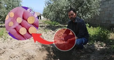Hataylı çiftçi bahçesinde 22 tane Bizans altını buldu! Telefonları susmadı