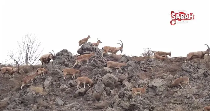 Bingöl’de dağ keçileri sürüsü doğal ortamlarında böyle görüntülendi | Video