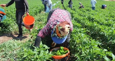 Kilis’te kavurucu sıcaklarda biber hasadı başladı #kilis