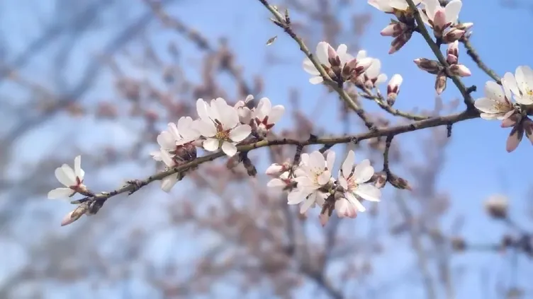21 Mart resmi tatil mi oldu? Nevruz Bayramı resmi bayram tatili olacak mı?