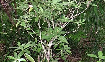 Bilim insanları mucize bitkiyi keşfetti! Parkinson’dan kansere her derde şifa oluyor