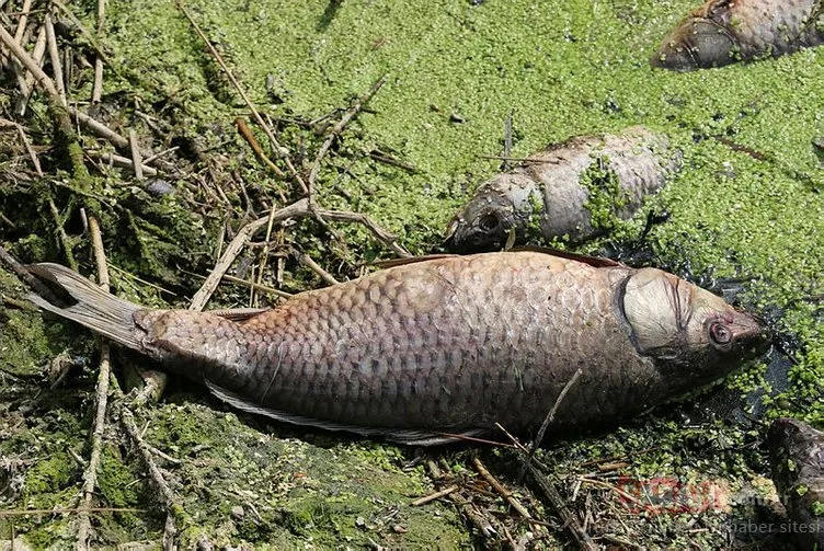 Göynük’teki toplu balık ölümlerine ilişkin inceleme başlatıldı