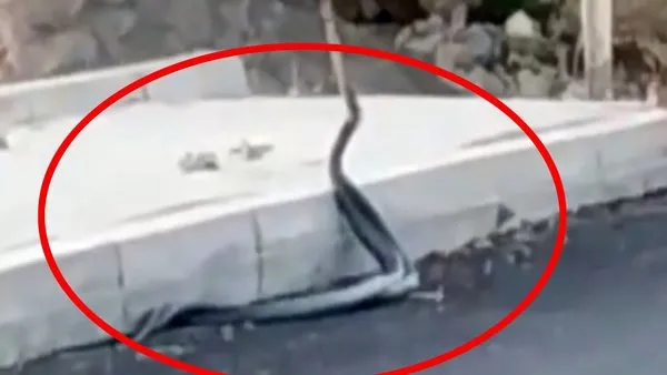 Siirt'te 2 yılanın sokak ortasında görenleri şaşkına çeviren çılgın dansı kamerada | Video