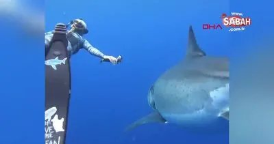 ABD’de araştırmacılar 6 metrelik büyük beyaz köpekbalığı ile yüzdü | Video