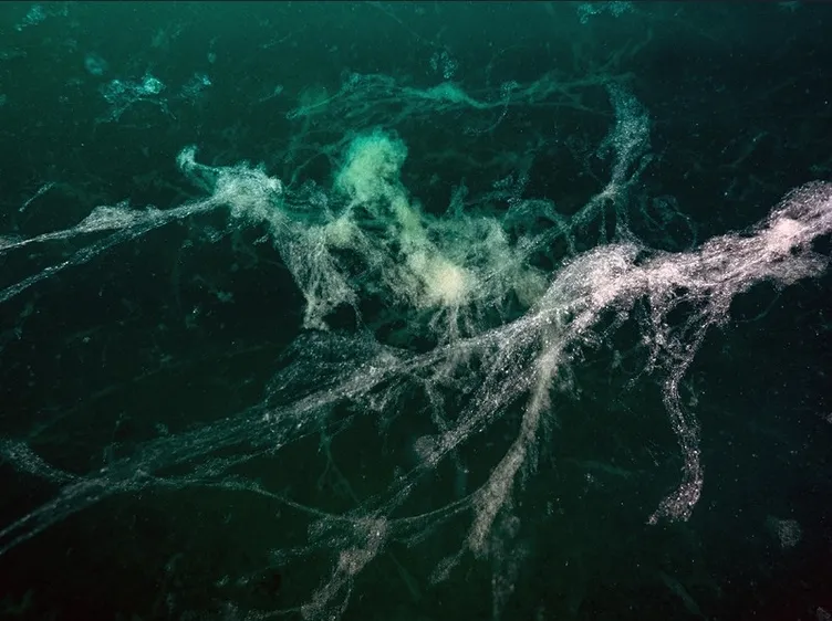 Marmara Denizi’nde korkutan durum: Müsilaj 24 metreye kadar ulaştı!