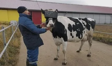 Süt kalitesini artırmak için ineklere sanal gerçeklik gözlükleri taktılar