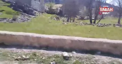 Çoban köpekleri 82 yaşındaki kadına saldırıp öldürdü | Video