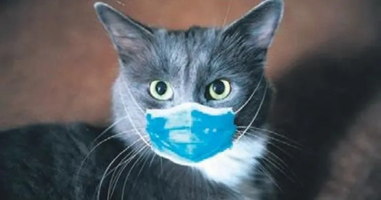 Dünyadan kovid gelişmeleri: Virüs taşıyan kediler de itlaf edildi