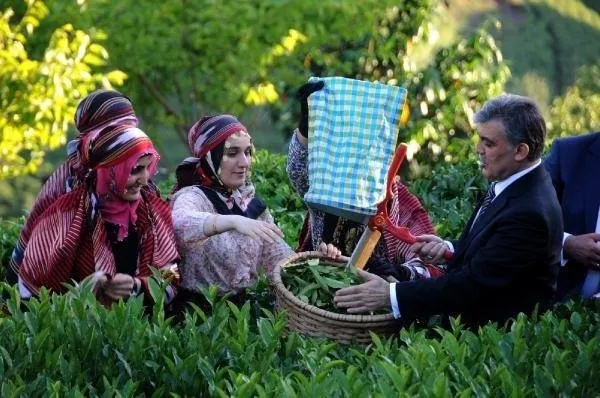 Cumhurbaşkanı Gül, Rize’de çay topladı