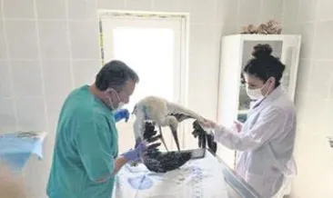 Yaralı bulunan leylek ‘Mazlum’ iyileşti