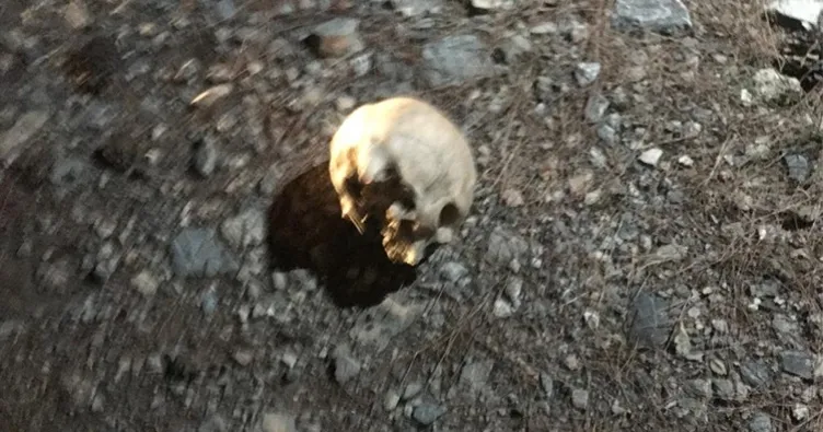 Ormanlık alanda kafatası inceleniyor