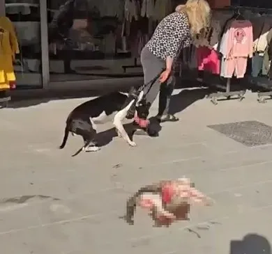 esenyurtta-sokakta-kedi-parcalayan-pitbull-sahibine-95-bin-tl-ceza-1791897988783.jpg