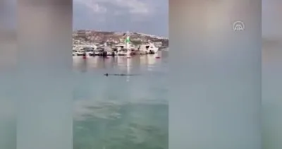 Muğla’nın Bodrum ilçesinde camgöz cinsi köpek balığının yakalanıp serbest bırakılma anı kamerada