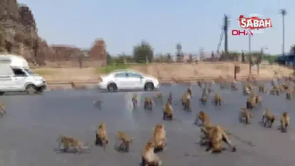 Tayland'da corona virüsü yüzünden boşalan sokakları maymunlar bastı | Video