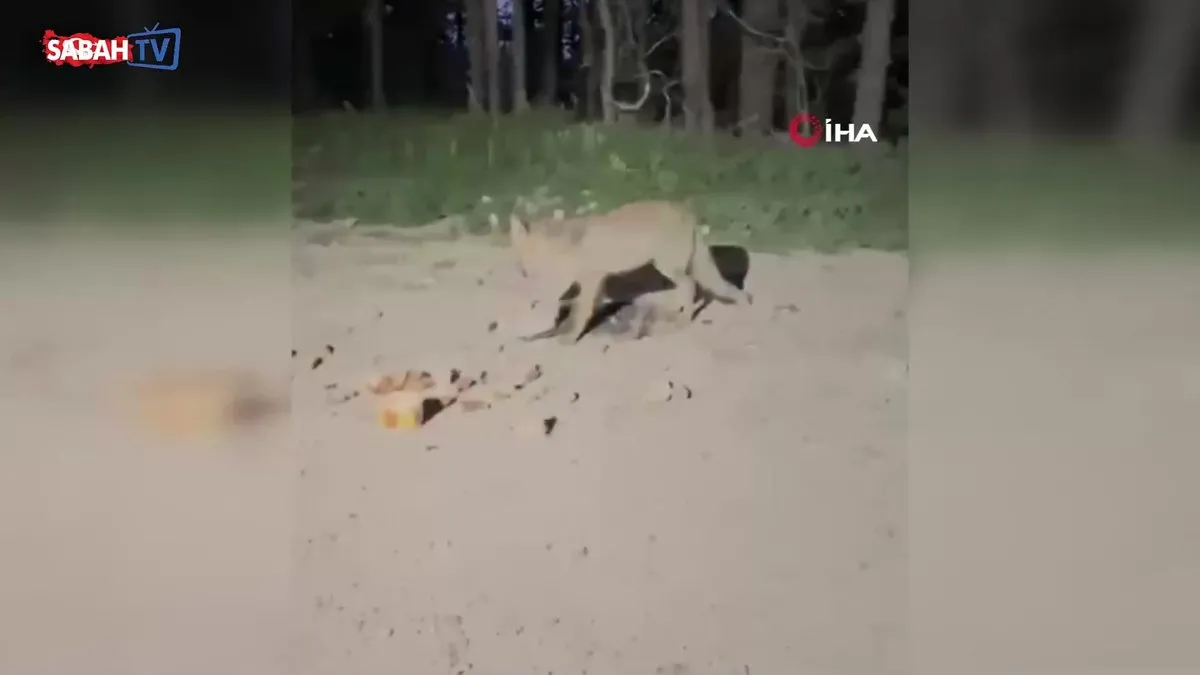 Uludağ'da tilkileri besledi, o anları kayda aldı | Video