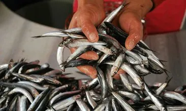 Balık fiyatları ve balık kilosu ne kadar? Hamsi, İstavrit, Levrek, Lüfer, Kalkan 2022 fiyatları listesi!