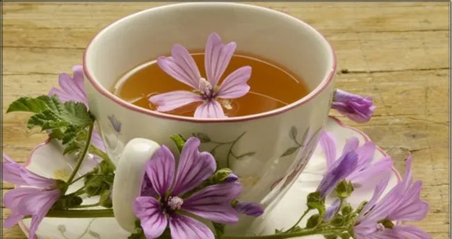 Ebe gümeci çayı faydaları nelerdir?