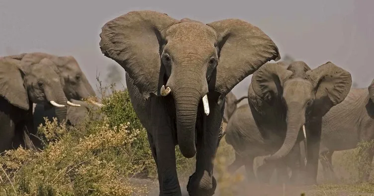 Kenya’da milli parktan kaçan filler 4 köylüyü öldürdü