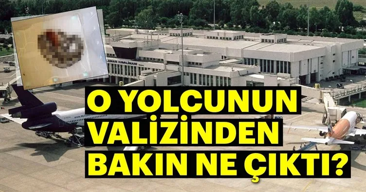 Bavuldan Ball cinsi piton çıktı