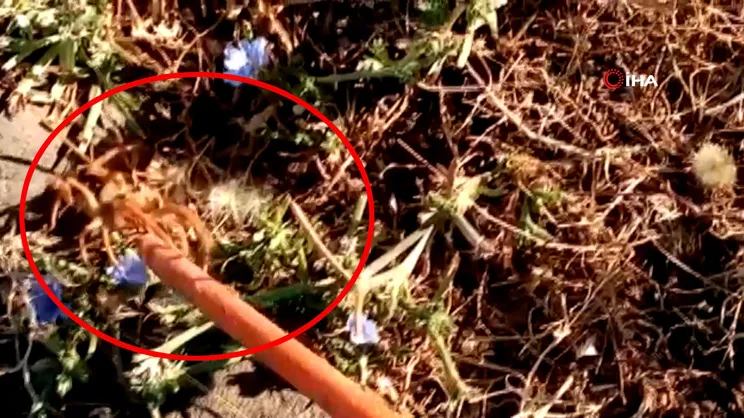 Diyarbakır'da dev örümcek paniği | Video