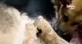 Terk edilen aslan yavrularına köpek annelik yaptı | Video