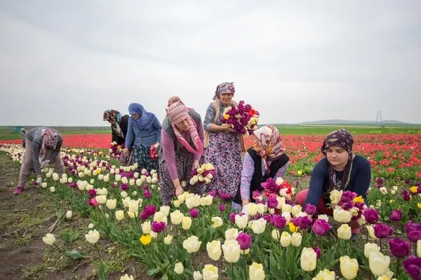 Lale tarlalarında kırım zamanı