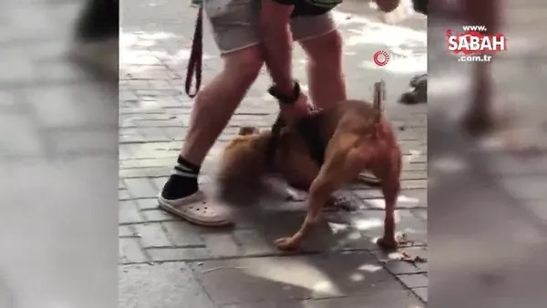 Son dakika haberi: İstanbul Beşiktaş'ta beslenmesi yasak olan pitbull cinsi köpeğine kedi parçalatan şahıs kamerada | Video
