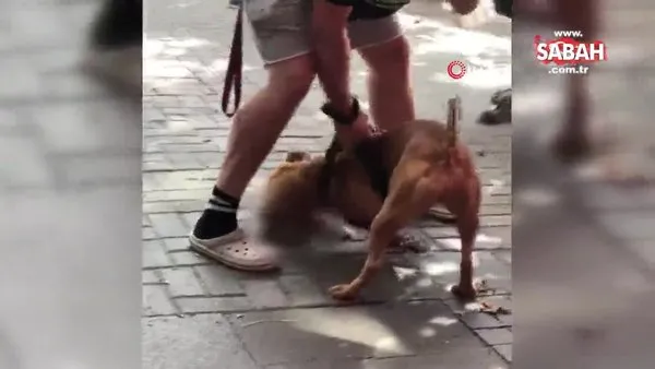son dakika haberi istanbul besiktas ta beslenmesi yasak olan pitbull cinsi kopegine kedi parcalatan sahis kamerada video