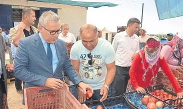 Vali Yılmaz Şimşek nektarin hasadında