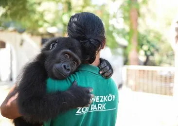 Sevindiren haber geldi! Yavru goril Zeytin Türkiye’de kalacak