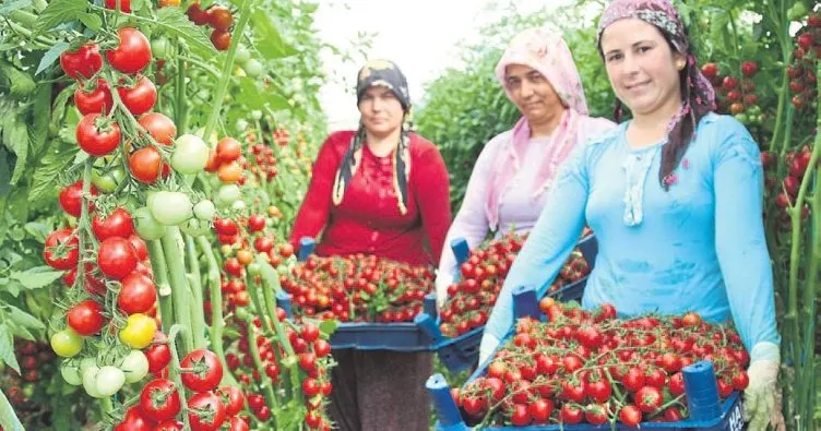 Erdemlili çiftçiler çeri domatesi keşfetti